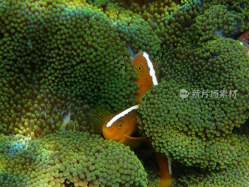 2条橙色小丑鱼(Amphiprion sandaracinos)在海葵中